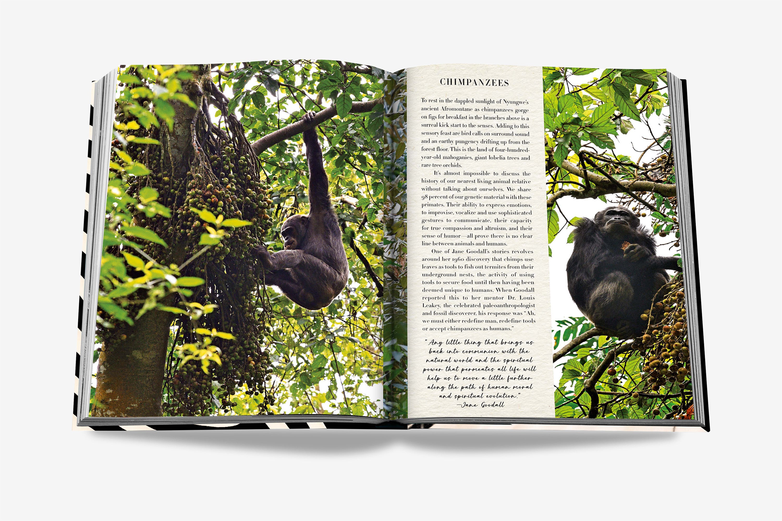 African Adventures: Safari Coffee Table Book | ASSOULINE FR